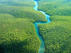 Amazon, CO2 bacaları haline gelebilir 