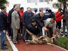 Antalya, şansızlığı kırmak için kurban kesti 