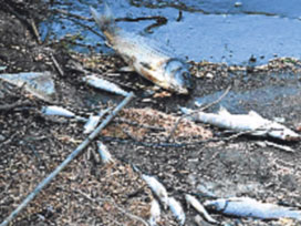 Bakırçay'daki balık ölümlerinin nedeni 