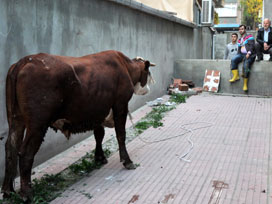 Bayrampaşa'da kaçan angus zor yakalandı 