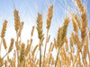 Buğdayda pas hastalığı tehlikesi 