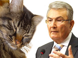 CHP'de Baykal'ın kedisi Şero'ya da  veto! 