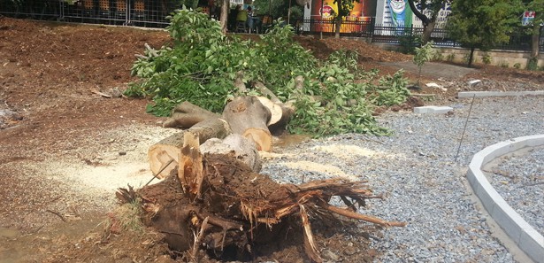 CHP'li Belediye Bakırköy'de ağaç kesti 