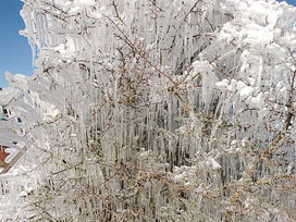 Çaldıran'da ağaçlar buz tuttu 