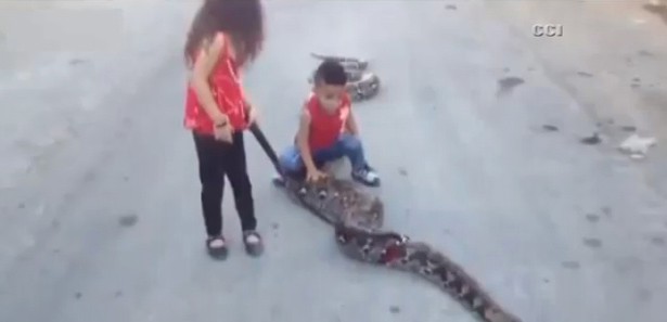 Dev yılanla böyle oynadılar!