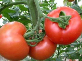 Domatesin düşmanı 'Tuta' yayılıyor