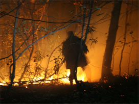 Düzce'de 4 ayrı noktada orman yangını 
