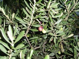 Edremit'te zeytin hasadı sürüyor!