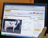 Et fiyatları tavan yaptı, inekler internete düştü 
