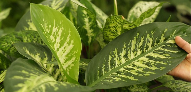 Evinizdeki süs bitkileri öldürücü olabiliyor!
