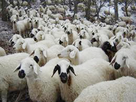 Faizsiz kredi koyun sayısını artırdı 