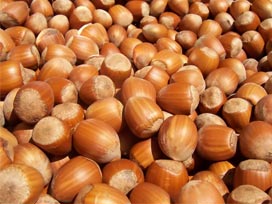 Fındık üreticisi serbest piyasa ile tanışacak