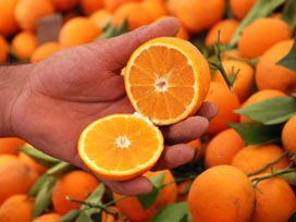 Finike'de portakal hasadı başladı 