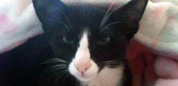 Hırsız kedinin çaldıkları Facebook yoluyla iade edildi 