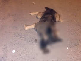 Hamile köpek dövülerek öldürüldü