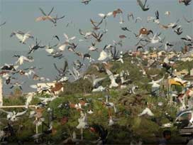 İskenderun'da güvercinler barışa kanat çırptı 