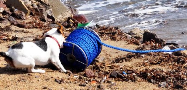 Köpek 'jack' hayran bıraktı 