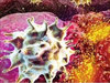 Kansere karşı T hücreleri seferber ediliyor 