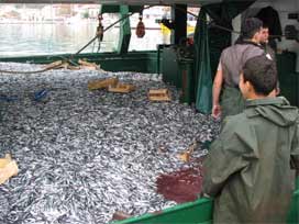 Karadeniz'e akan hamsi yağı balıkları öldürdü 