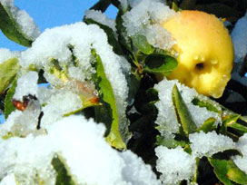Kayseri'de meyve ve sebzeler kar açtı! 