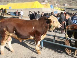 Kurban fiyatlarında alıcı da satıcı da dertli