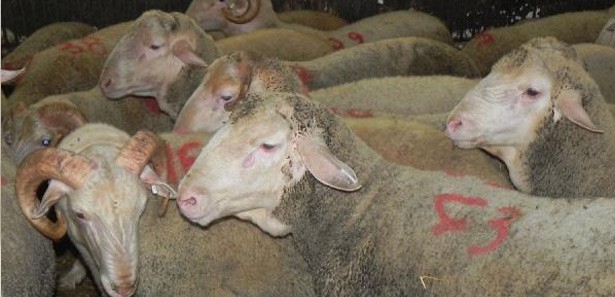 Kurban kesmek için yeterlilik sınavı
