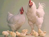 Kuş gribine karşı GDO'lu tavuklar 