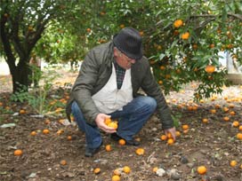 Mandalina bahçesinden gladyatör steli çıktı 