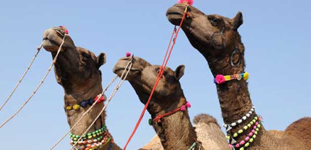 Mekke'nin develeri bayram için alıcılarını bekliyor 