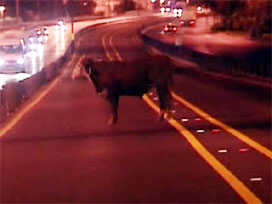 Mersin'de angus trafiği karıştırdı-video 