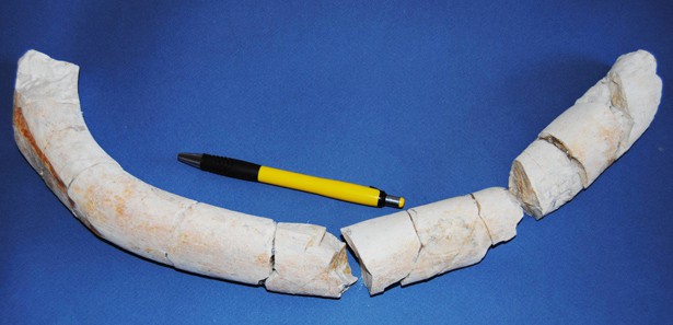 Mersin'de deniz ineği fosili bulundu 