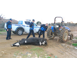 Ölü ineği traktörle sürükledi cezayı yedi 