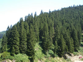 Ormanlara yılbaşı koruması