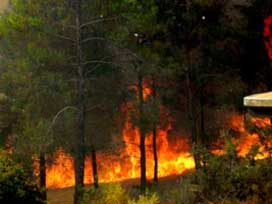 Osmaniye'de orman yangını! 