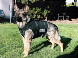 Polis köpeklere çelik yelek