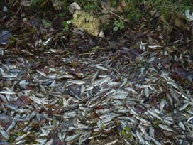 Sakarya nehri balık ölüleri ile dolu