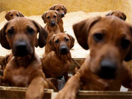 Sokak köpeklerini eve kapattı 