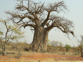 Türk - Afrika Kongresi Hartum´da