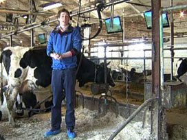TV seyreden inekler 3 kilo fazla süt veriyor 