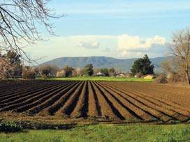 Tarım topraklarının yüzde 80'i bozulabilir 
