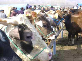 Tekirdağ'da hayvan sevkiatı durdu 