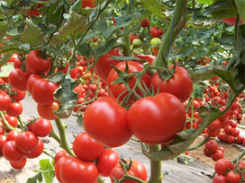 Topraksız ortamda domates yetiştirecekler 