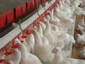 Türkiye'de tavuk ve yumurta üretimi azaldı