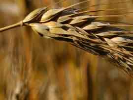Türkiye'nin tahıl üretimi tüketimi karşılıyor 