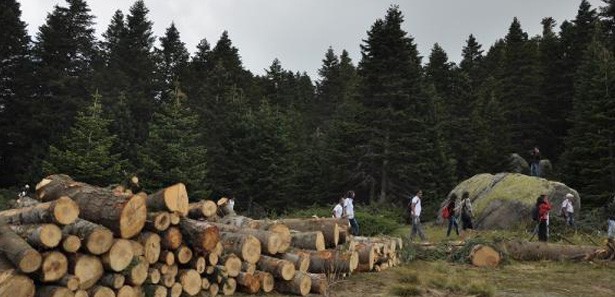 Uludağ'da '4 bin ağaca kıymayın' eylemi 