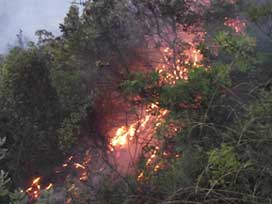 Yangın yaklaşık 50 hektar alanda etkili 