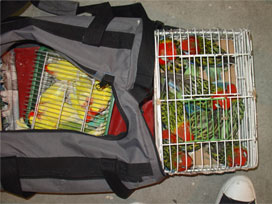 Yolcunun valizinde 29 papağan çıktı 
