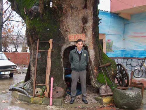 800 yıllık çınar ağacında berber dükkanı