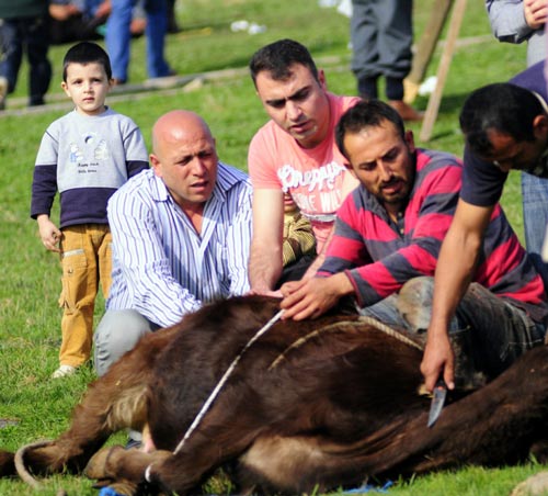 Acemiler doğradı, boğalar kaçtı