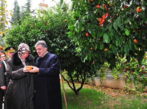 Gül çifti dalından portakal topladı